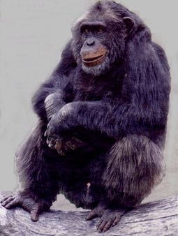 photo Chimpanzee_zpsa05067a4.jpg