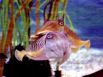 photo z-Pulpo_zps0b87263d.jpg