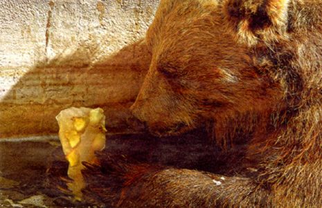 z-Bear-IceCream photo z-Bear-Icecream_zps5f04e30c.jpg