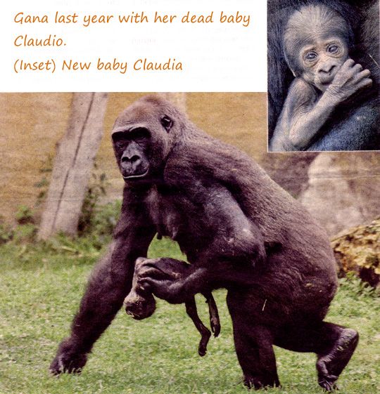 z-Gorila Mother & Babies photo z-GorillaMotherampBabies_zpsaf49bcda.jpg