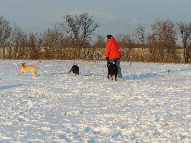 12012007001.jpg At the Dog Park picture by skimmelman