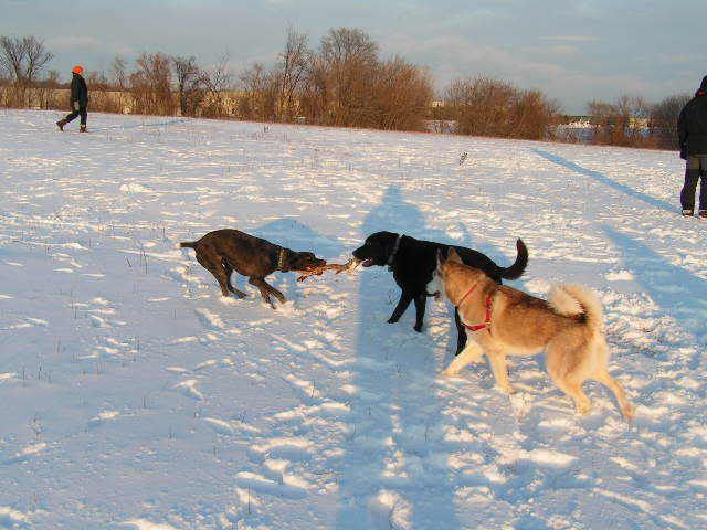 12012007006.jpg Tug o War picture by skimmelman