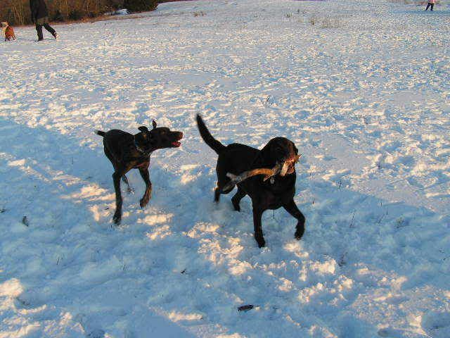 12012007007.jpg Frolicking picture by skimmelman