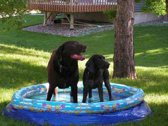 Canwegetabiggerpool.jpg Need Bigger Pool picture by skimmelman
