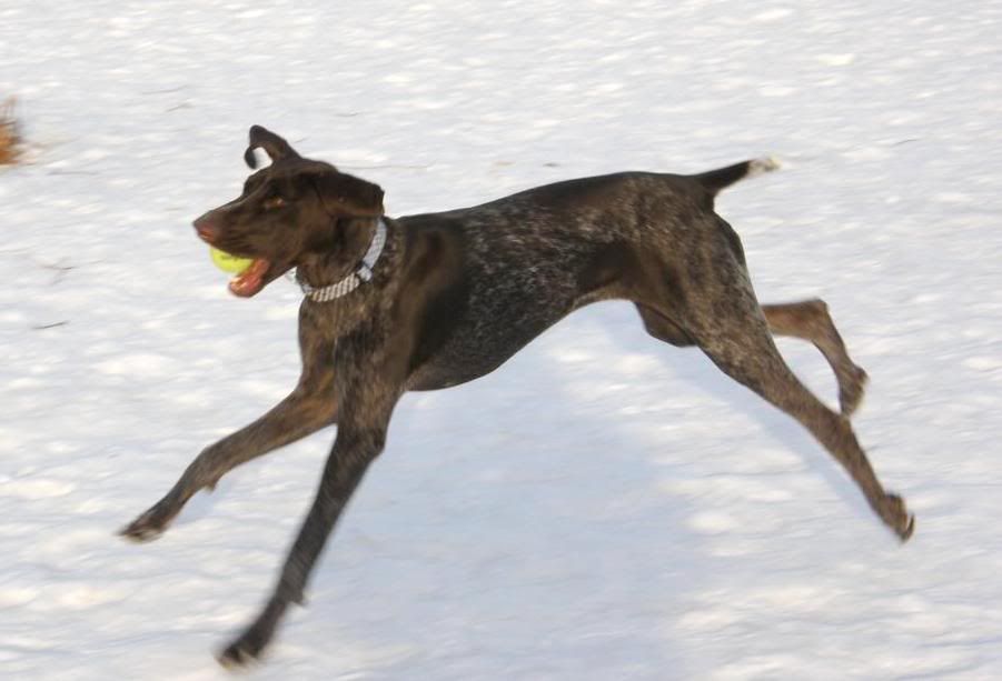FlyingMorrison.jpg picture by skimmelman