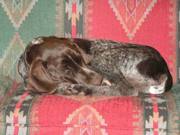 NappingonSofa-1.jpg picture by skimmelman