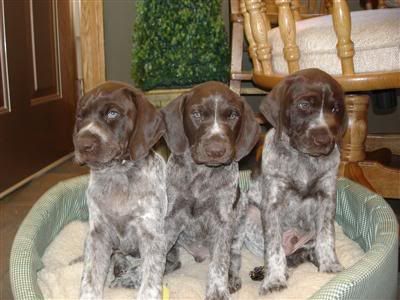 Puppiesinbed.jpg My bro's picture by skimmelman