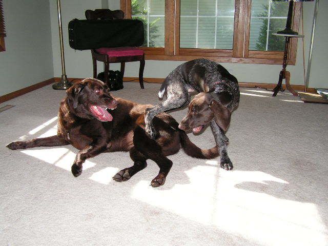 WetDogshavingfun.jpg picture by skimmelman