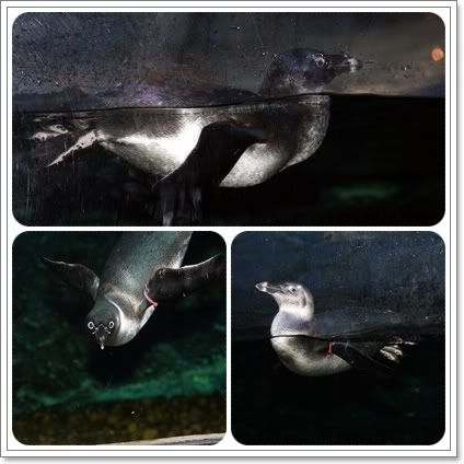 สงกรานต์ ไปดูนางเงือก Siam Ocean World