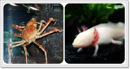 สงกรานต์ ไปดูนางเงือก Siam Ocean World