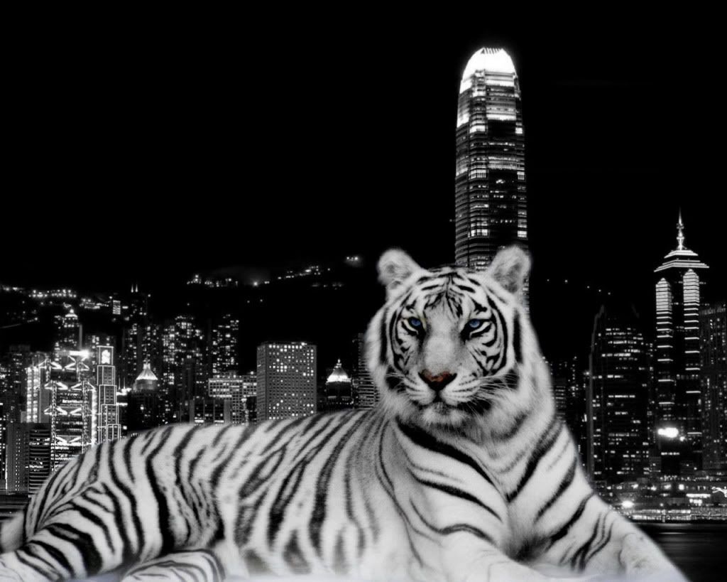 gfxcityblogspotcom-0304.jpg