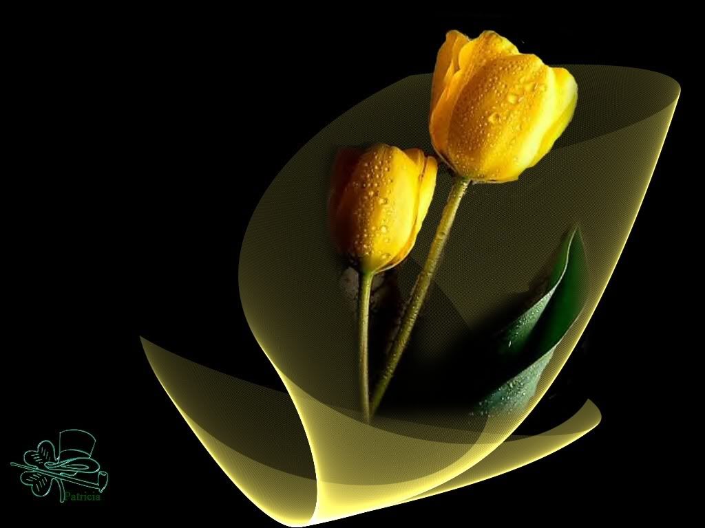 tulipessg6.jpg