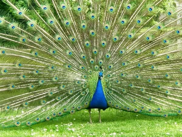 peacock1tw7gw0.jpg