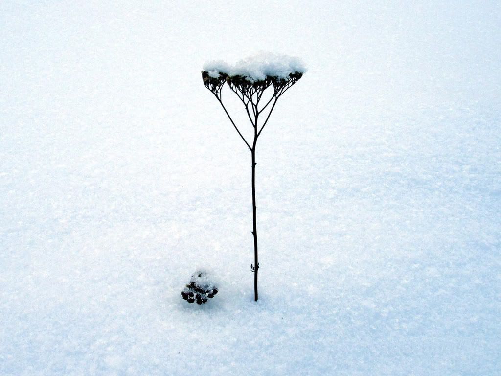 vladstudio_waitingforspring_1152x86.jpg