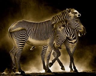 ZEBRAS Pictures, Images and Photos