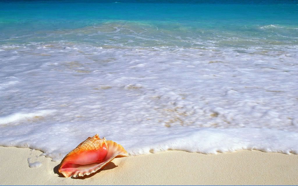 shellsand.jpg shell sand surf image by skyelaken
