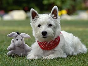 West Highland Terrier Pictures, Images and Photos