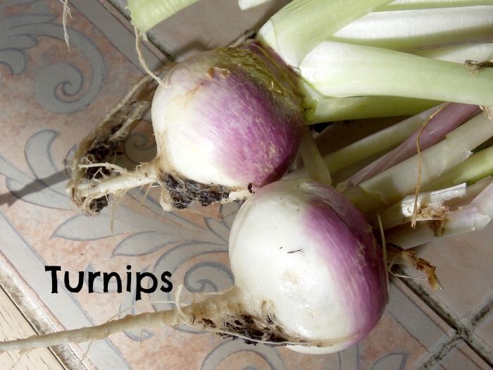  photo 2013-12-03221828Turnips.jpg