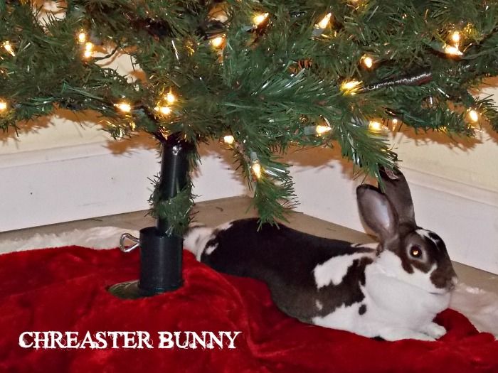 photo 2013-12-11023715CreasterBunny.jpg