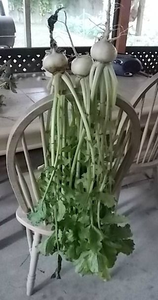 photo 2013-12-11225744turnips.jpg