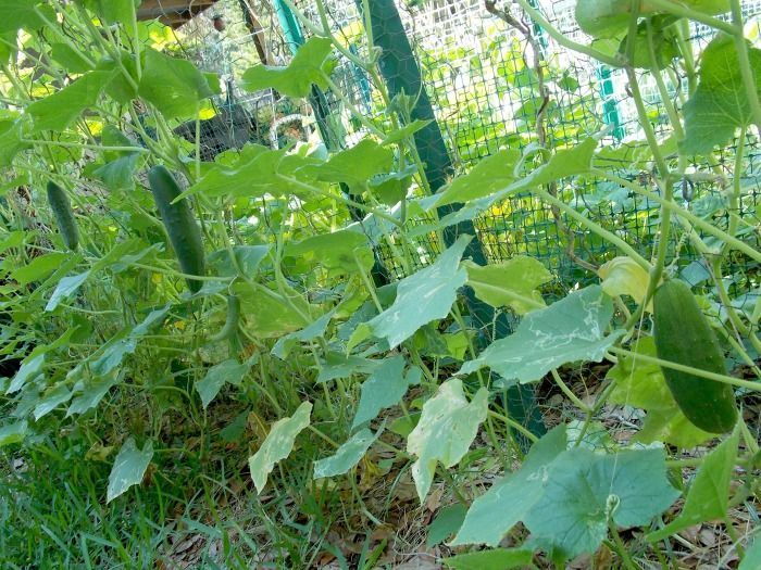  photo 2014-04-23222925Cukes.jpg