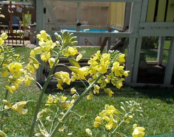  photo 2014-04-24003501BroccoliBees.jpg