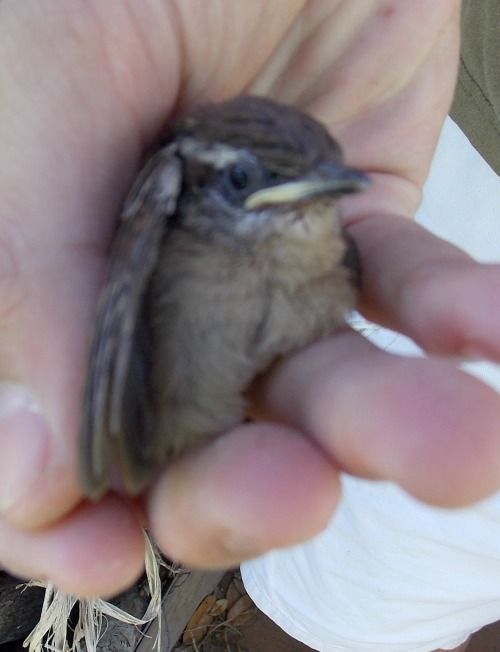  photo 2014-05-07003027BabyBird.jpg