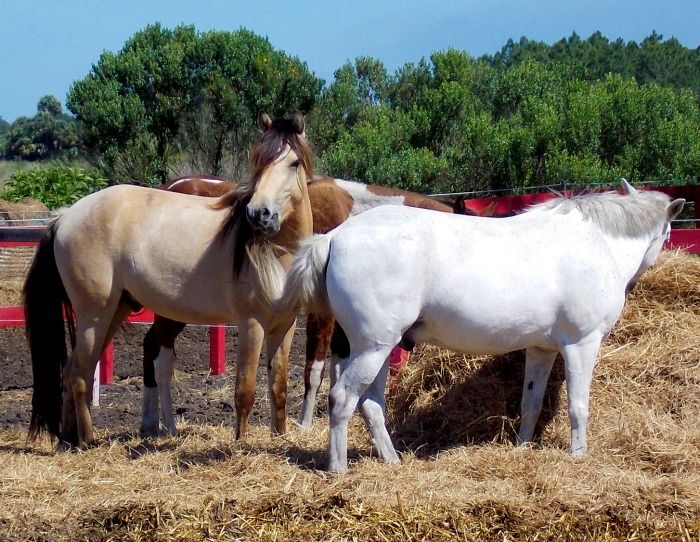  photo 2014-05-07224506Buckskin.jpg