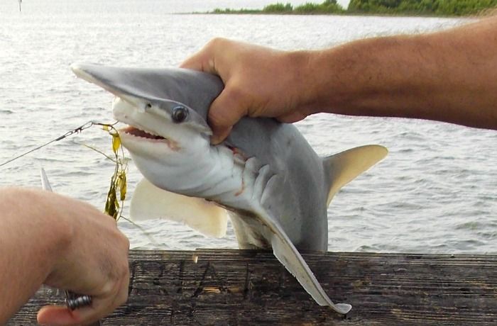  photo 2014-08-12071530Hammerhead.jpg