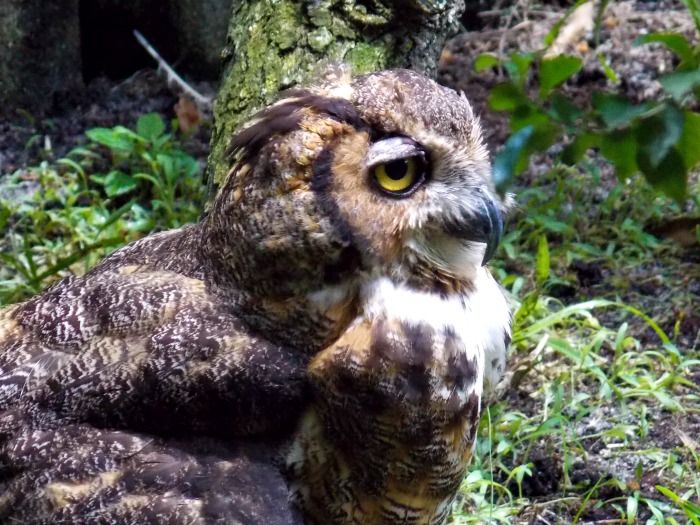  photo 2014-08-14013425HornedOwl.jpg