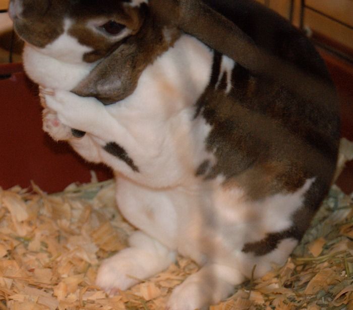  photo BunnyCleaning.jpg