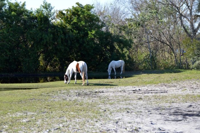  photo DSC_0129pasture.jpg