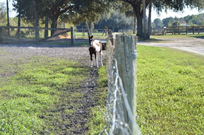  photo DSC_0141Fenceline.jpg