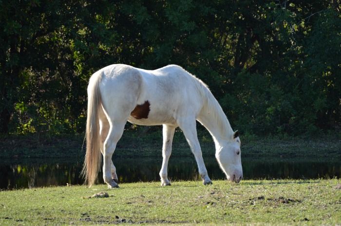  photo DSC_0145PastureGrazing.jpg