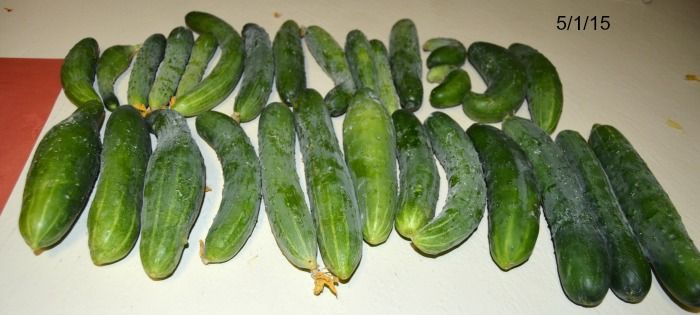  photo DSC_0163Cukes.jpg