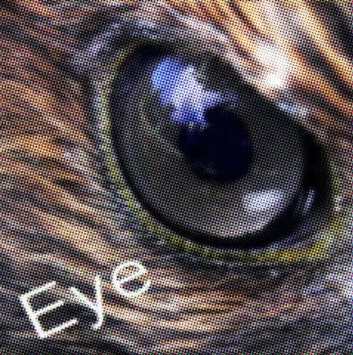 eye2.jpg
