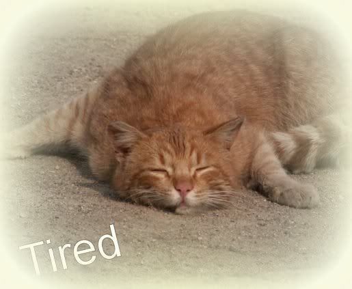 tired-1.jpg