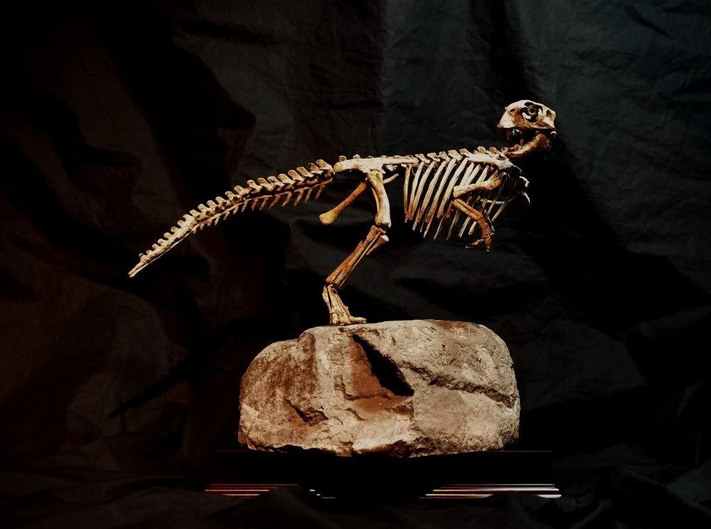 triassica DINOSAUR skeleton REAL dinosaur fossil eBay