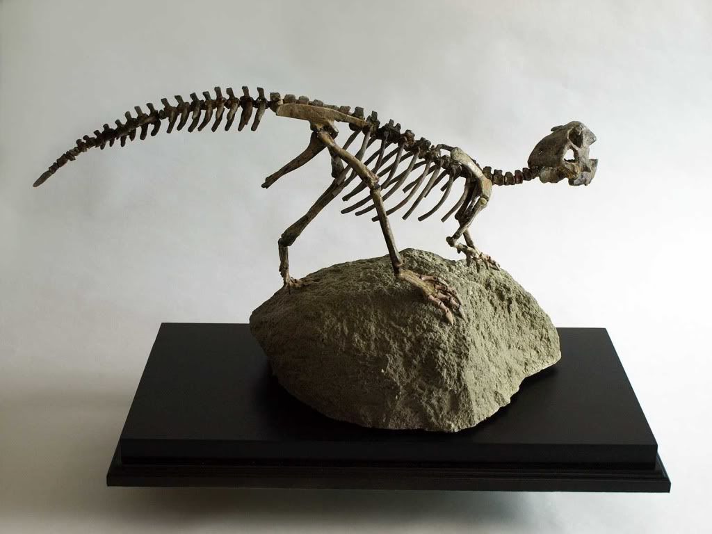 triassica DINOSAUR skeleton REAL dinosaur fossil eBay
