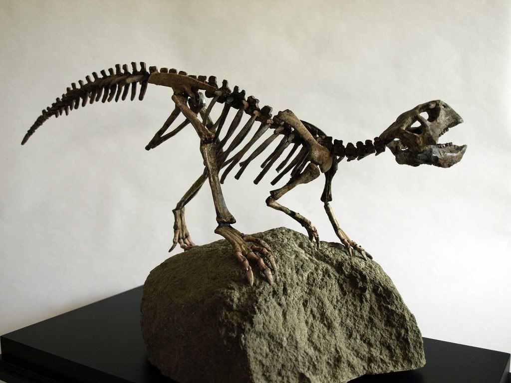 triassica DINOSAUR skeleton REAL dinosaur fossil eBay