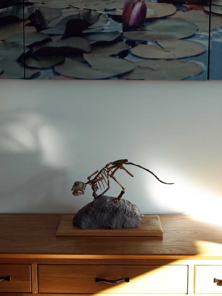 triassica DINOSAUR skeleton REAL dinosaur fossil eBay