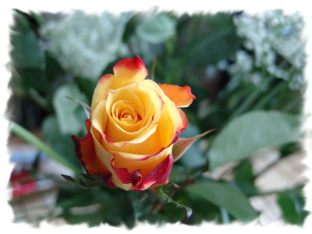 roseflover1.jpg