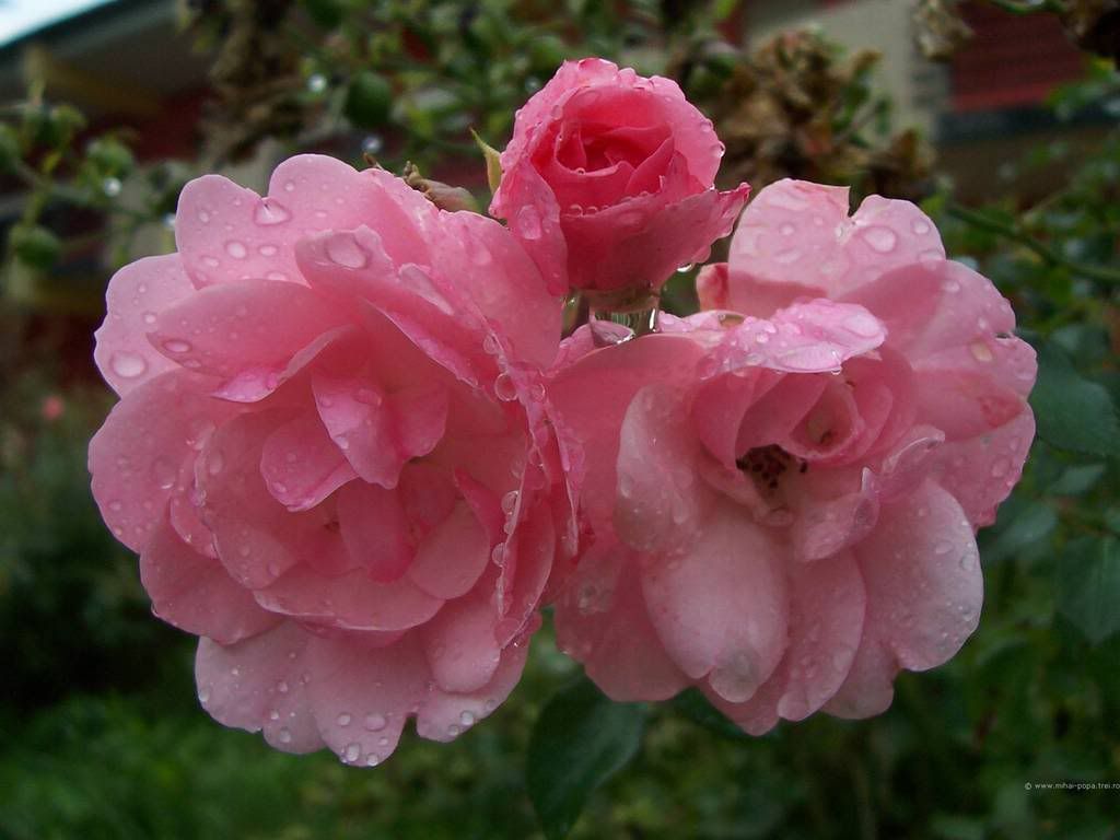roseflover2.jpg