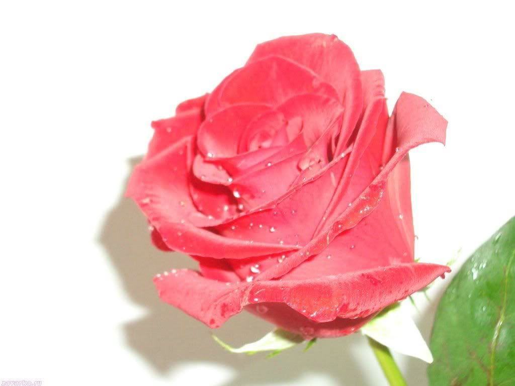 roseflover6.jpg