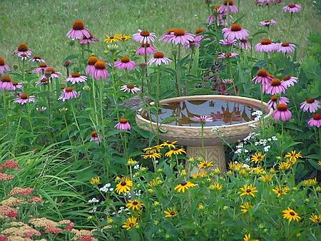 purple cone flower Pictures, Images and Photos