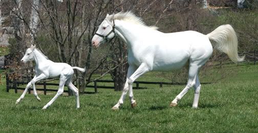 Baby White Horse