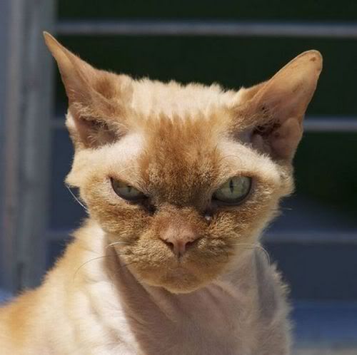 angry cat photo: Angry Cat tumblr_l3i3c2Mdit1qzmopno1_500.jpg
