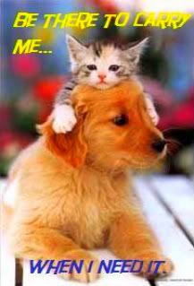 kitty on puppy Pictures, Images and Photos