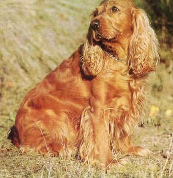 [Kép: cocker_spaniel.jpg]