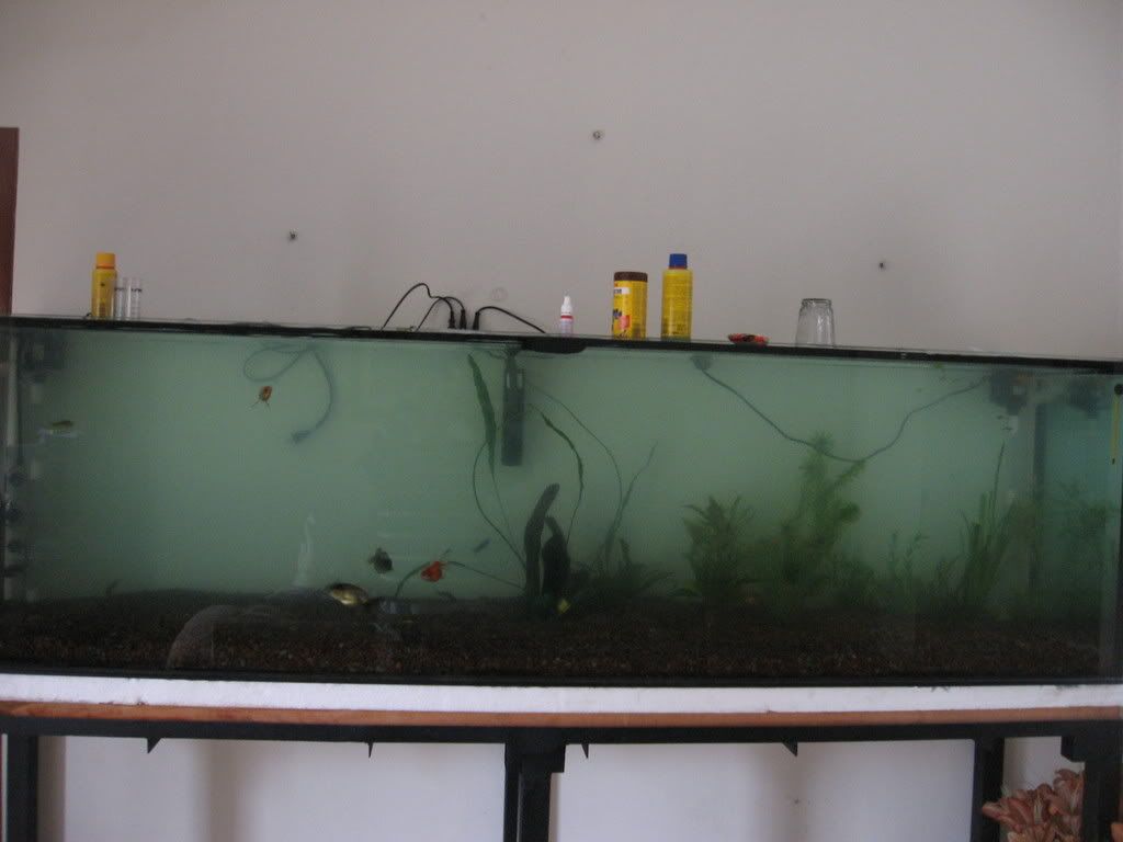 Elgoldfish.com • ver tema armando mi propio acuario de 780lt ...